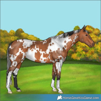 Horse Color:White Spotted Bay 