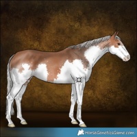 Horse Color:Silver Brown Splash