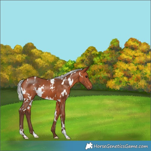 Horse Color:White Spotted Silver Bay 