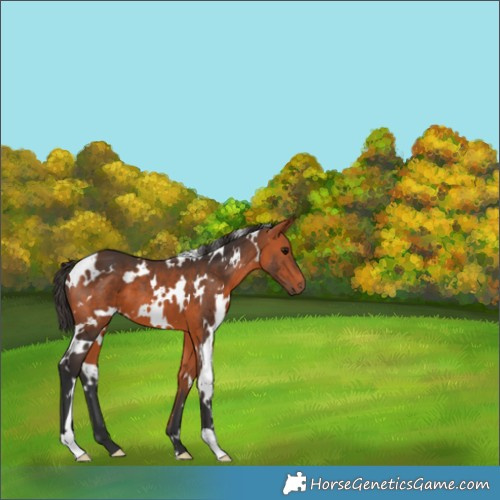 Horse Color:White Spotted Bay 
