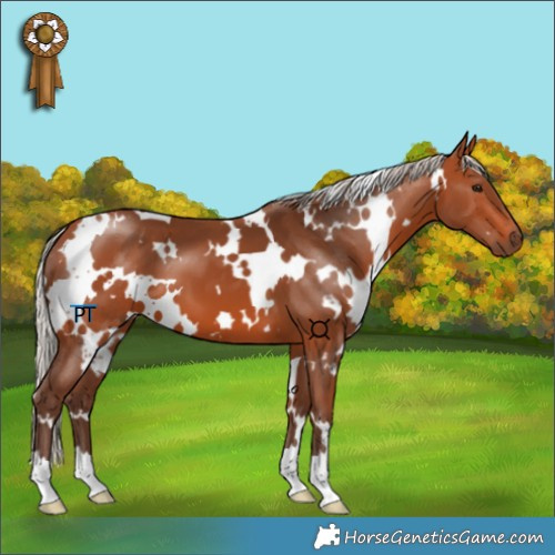Horse Color:White Spotted Silver Bay