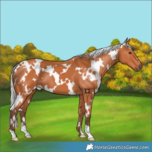 Horse Color:White Spotted Silver Bay 