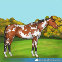 Horse Color:White Spotted Bay 