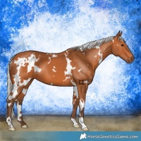 Horse Color:White Spotted Silver Bay 