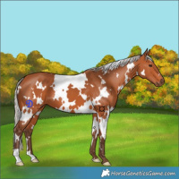 Horse Color:White Spotted Silver Bay 