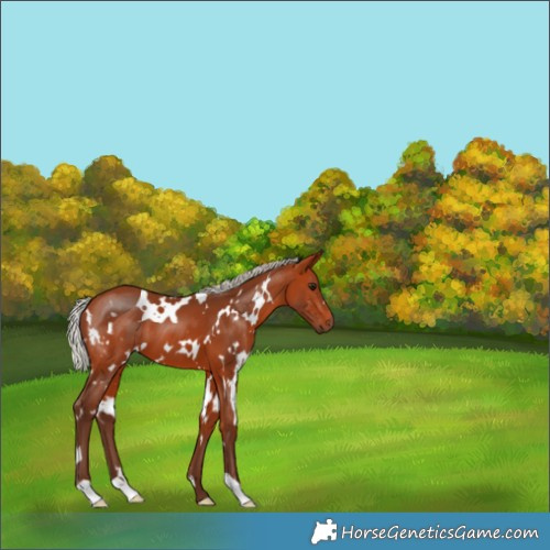 Horse Color:White Spotted Silver Bay 