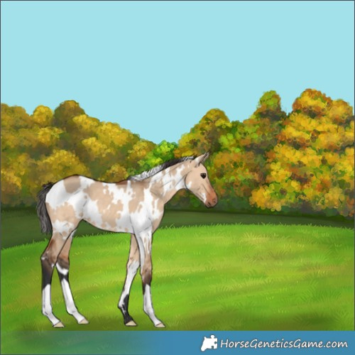 Horse Color:White Spotted Bay Dun 