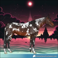 Horse Color:White Spotted Brown 