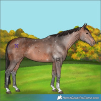 Horse Color:Bay Tobiano 