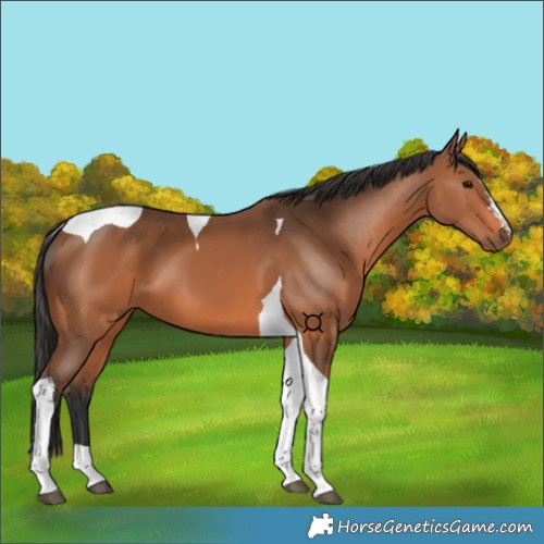 Horse Color:Bay Tobiano 