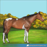 Horse Color:Bay Tobiano