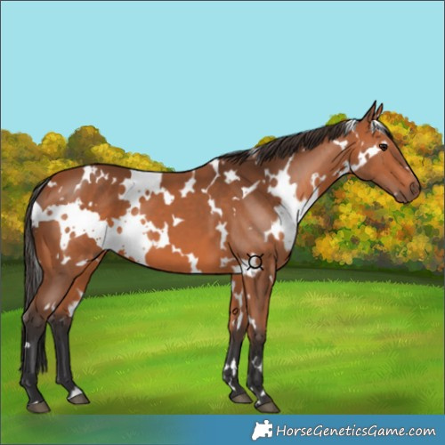 Horse Color:White Spotted Bay 