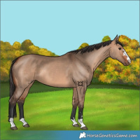 Horse Color:Bay Dun 