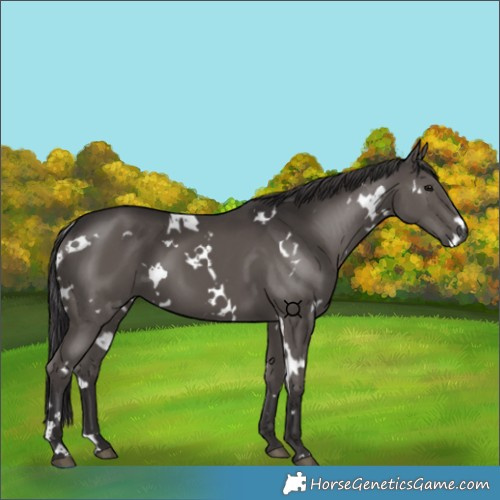 Horse Color:White Spotted Smoky Black 