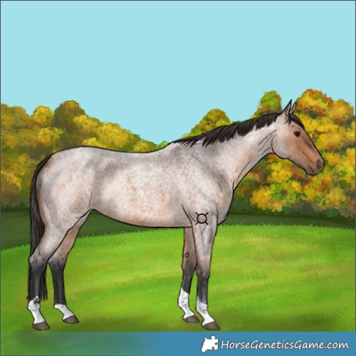 Horse Color:Bay Roan Tobiano