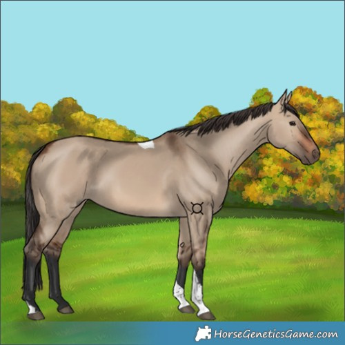 Horse Color:Brown Dun Tobiano 