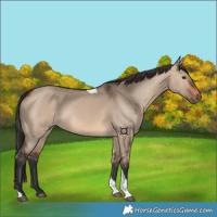 Horse Color:Brown Dun Tobiano