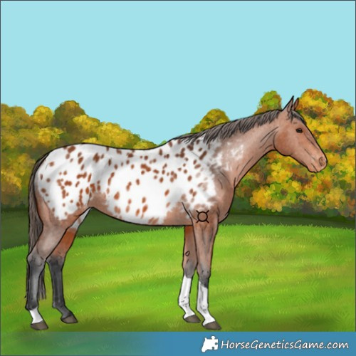 Horse Color:Bay Tobiano Appaloosa 
