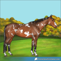 Horse Color:White Spotted Bay 