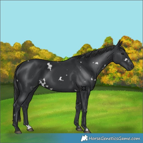 Horse Color:White Spotted Black 