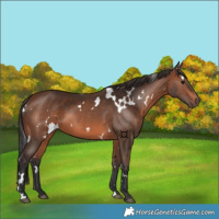 Horse Color:White Spotted Brown 