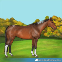 Horse Color:Bay Tobiano 