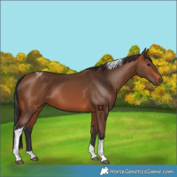 Horse Color:Bay Tobiano 