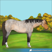 Horse Color:Buckskin Roan Rabicano 