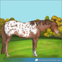 Horse Color:Chestnut Appaloosa Rabicano 