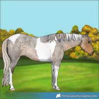Horse Color:Silver Smoky Blue Roan Tobiano 