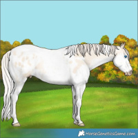 Horse Color:Gray White Spotted Silver Classic Cream Champagne Pearl Dun Mushroom Splash Tobiano Appaloosa Rabicano