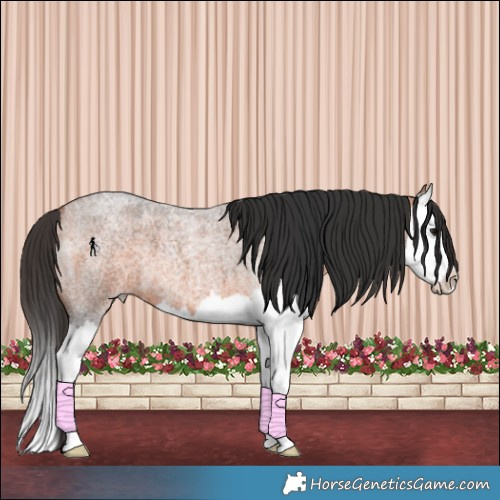 Horse Color:Brown Roan Splash