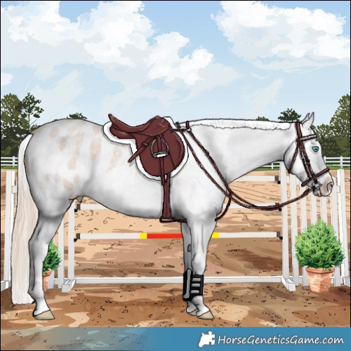 Horse Color:Smoky Creme Roan Appaloosa 