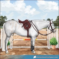 Horse Color:Smoky Creme Roan Appaloosa 