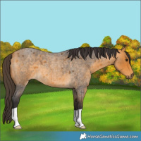 Horse Color:Buckskin Roan 