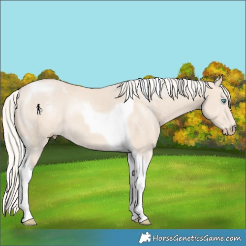 Horse Color:Cremello Tobiano Rabicano