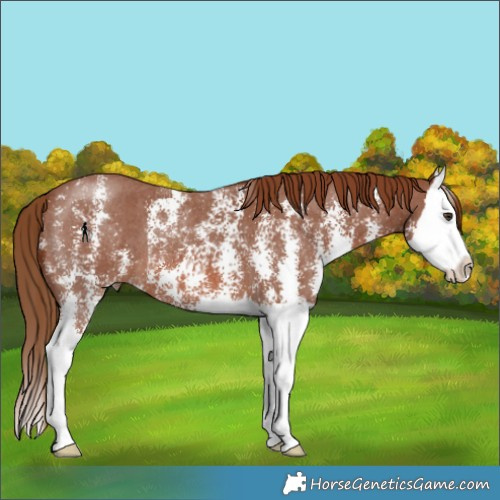 Horse Color:Chestnut Sabino Splash 