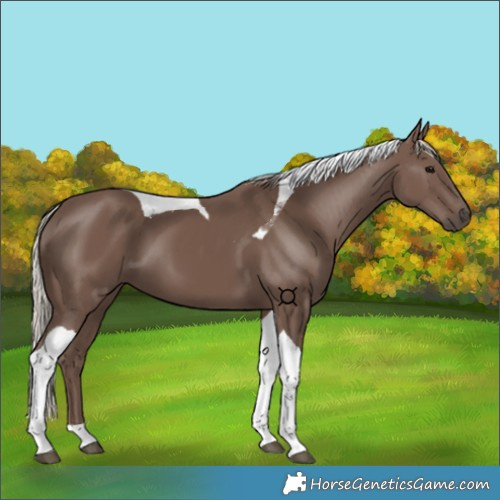 Horse Color:Silver Black Tobiano 