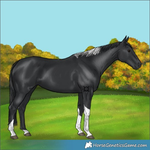 Horse Color:Black Tobiano 