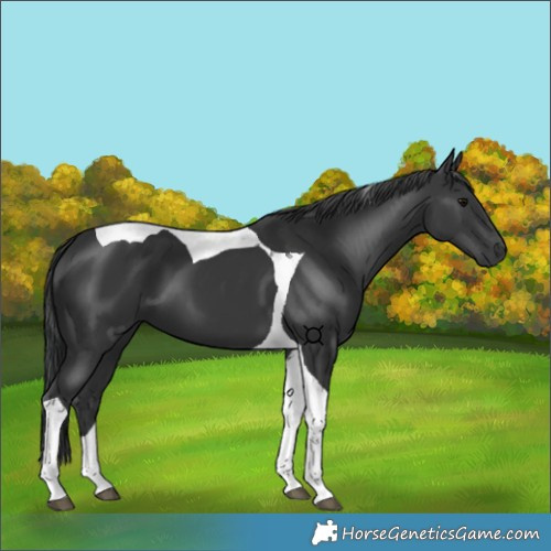 Horse Color:Black Tobiano 