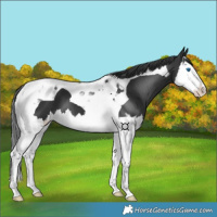 Horse Color:Black Splash Tobiano 