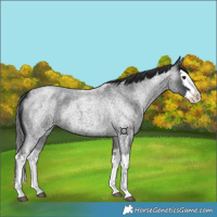 Horse Color:Blue Roan Splash 