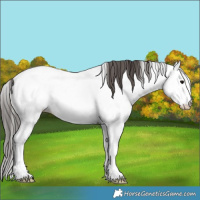 Horse Color:Grullo Appaloosa 