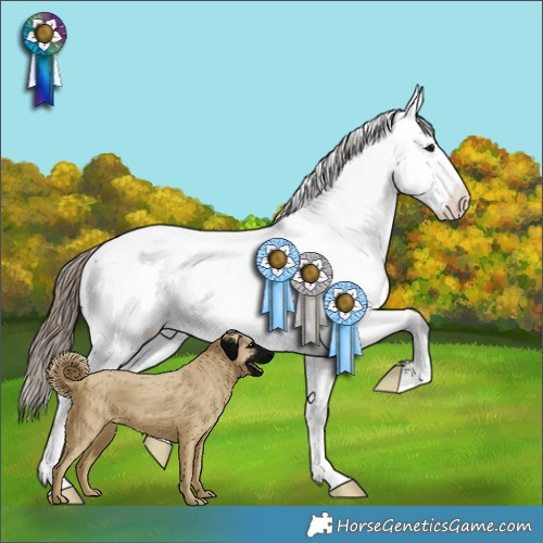 Horse Color:Grullo Appaloosa