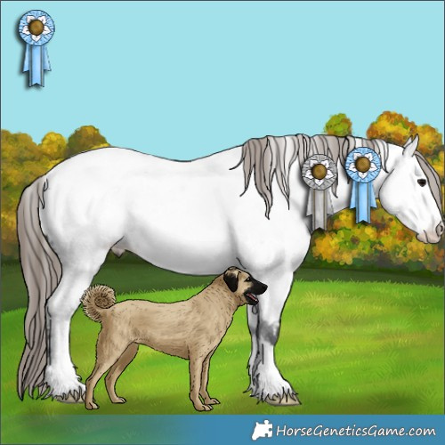 Horse Color:Grullo Appaloosa