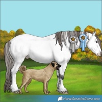 Horse Color:Grullo Appaloosa 
