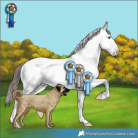 Horse Color:Grullo Appaloosa 