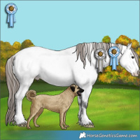 Horse Color:Grullo Appaloosa 