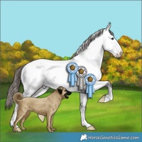 Horse Color:Grullo Appaloosa 