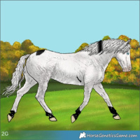 Horse Color:Void Cremello Dun Tobiano 